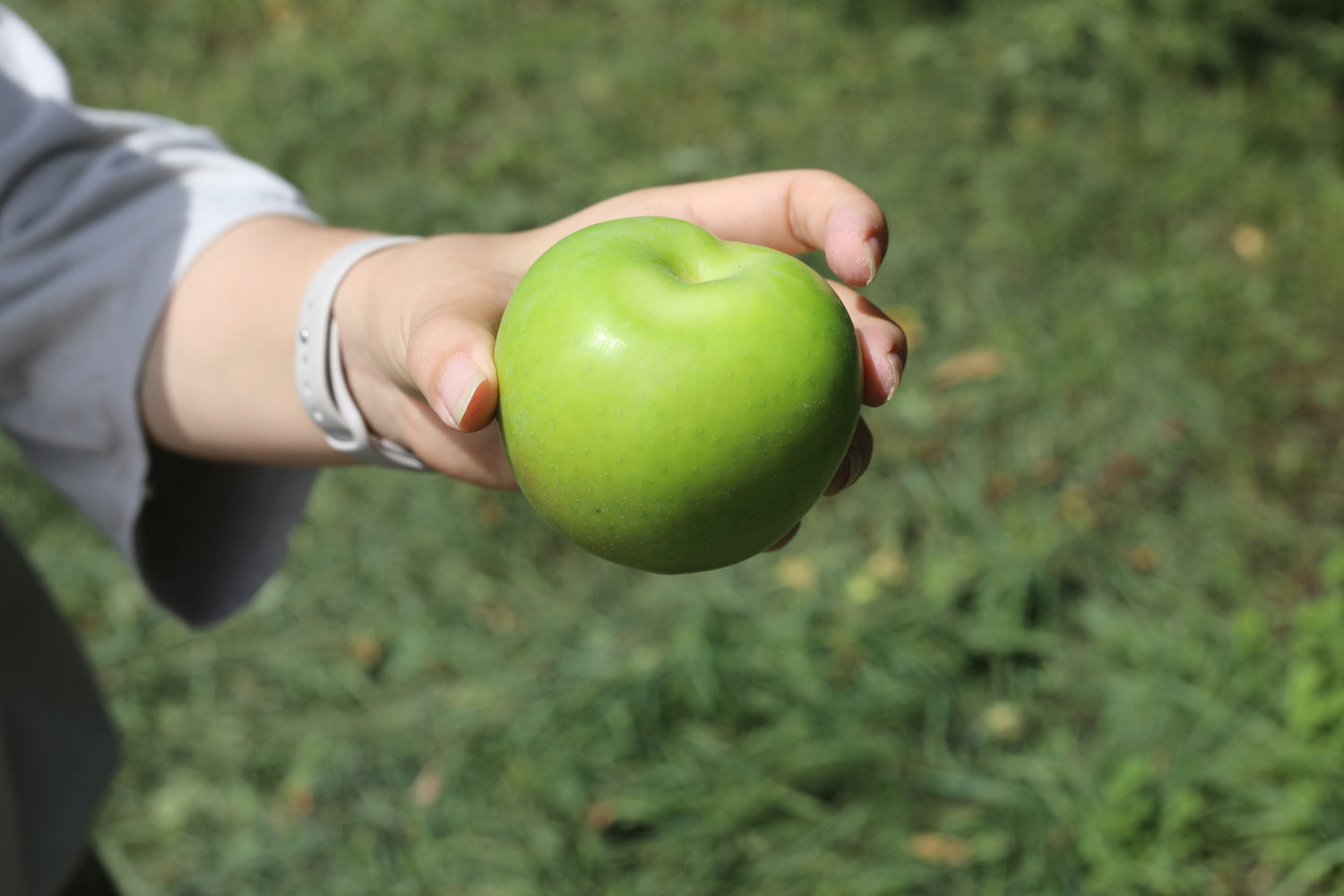 原材料(青りんご)