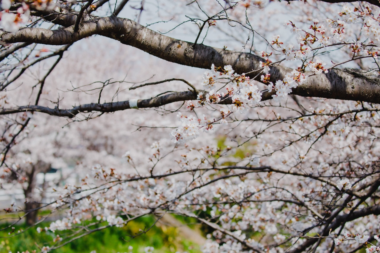 【季節・数量限定】SOWER Cherry blossom | 桜のミード〈国産蜂蜜使用〉