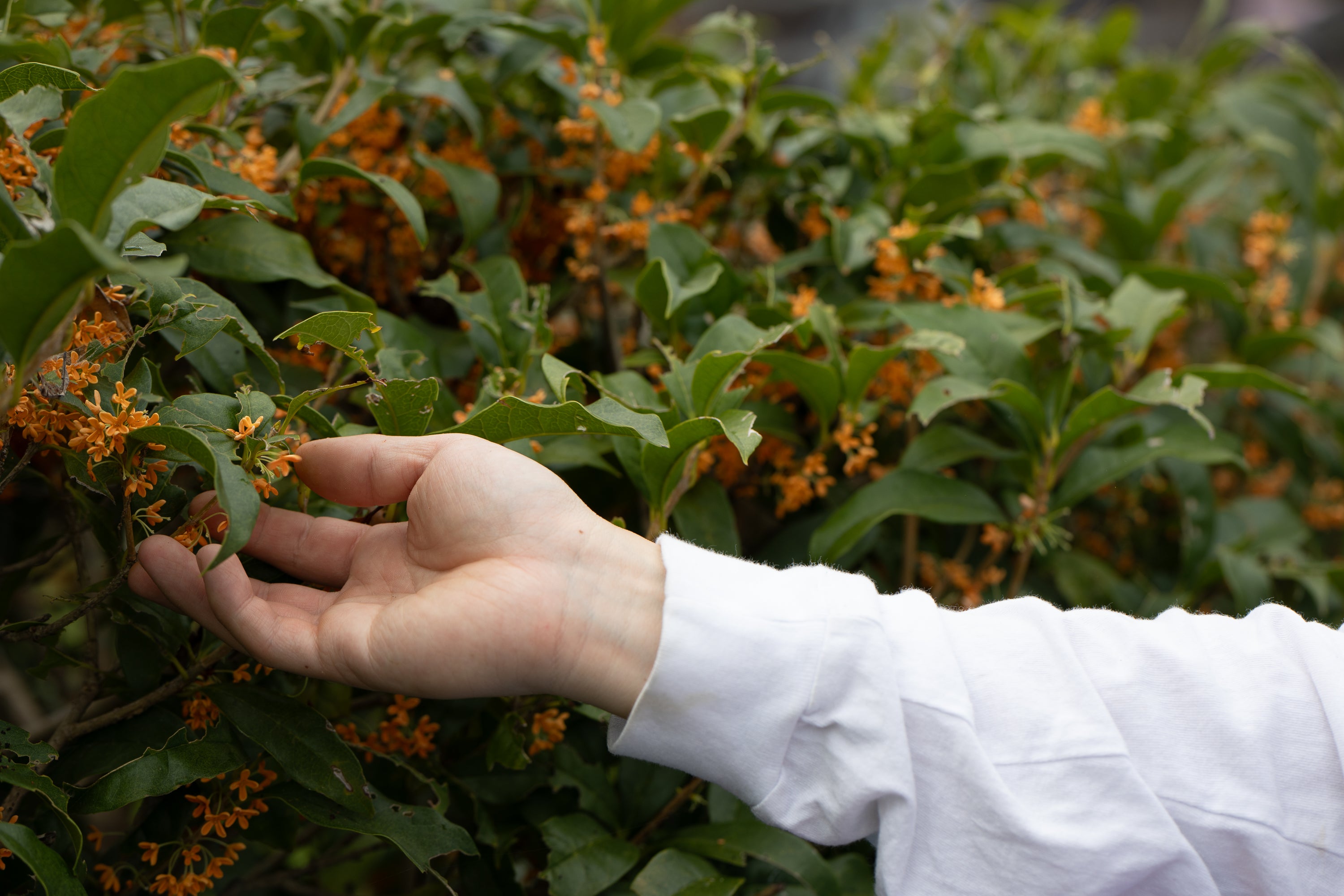 【季節・数量限定】SOWER Osmanthus|金木犀の瓶内2次発酵のミード〈国産蜂蜜使用〉