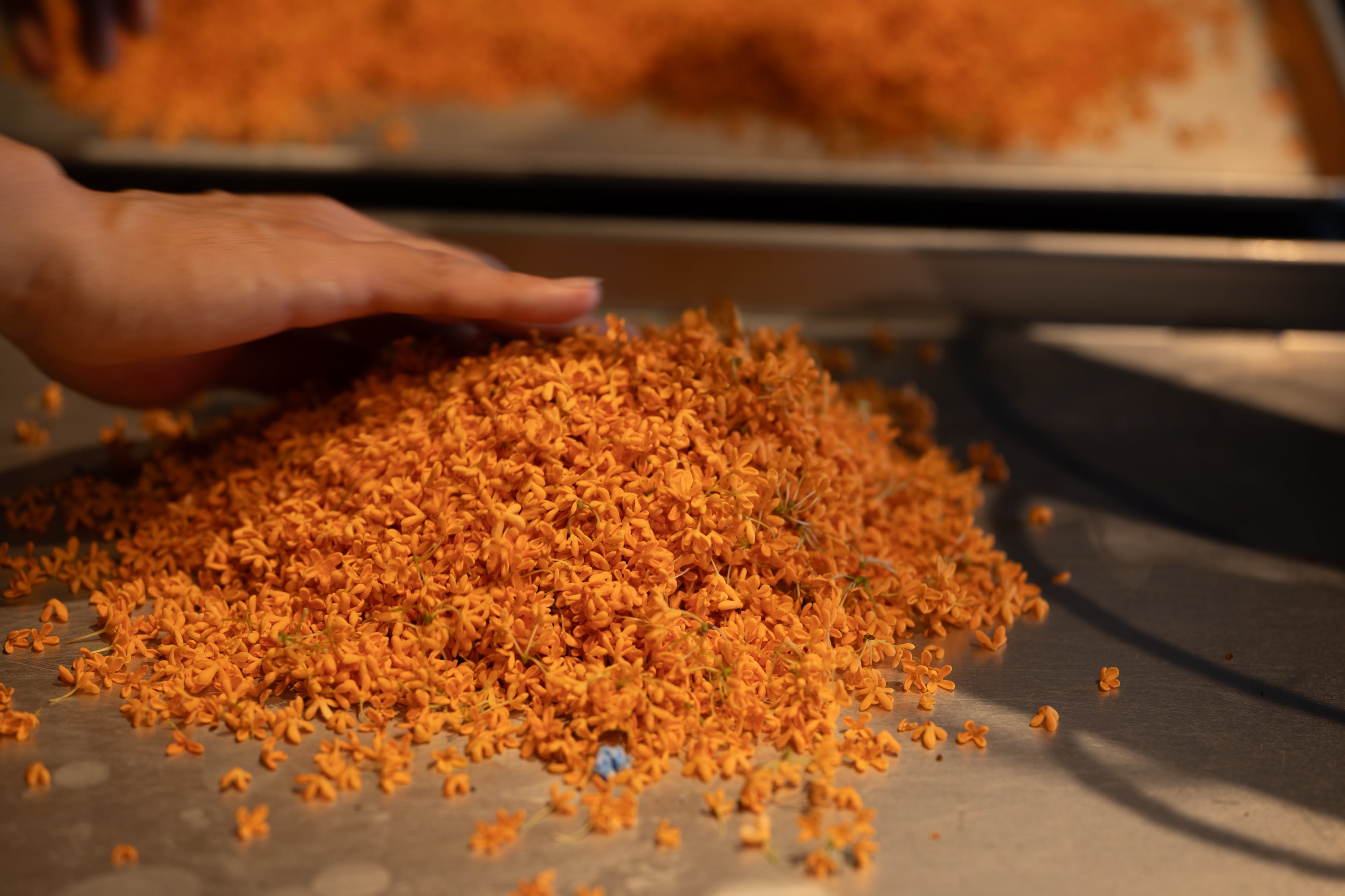 Le Dessin '24 / 金木犀とみかんのミード