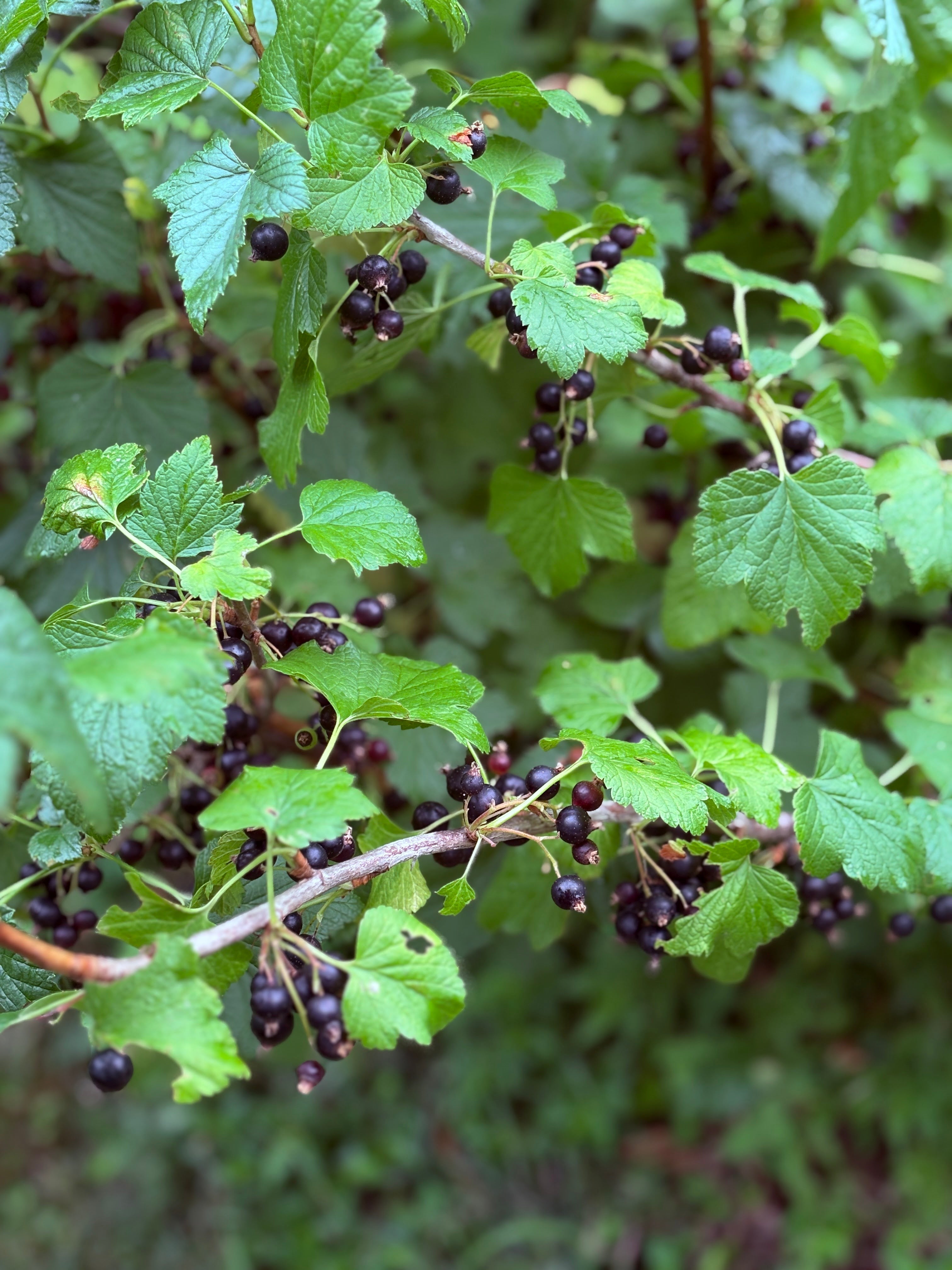 Ginger Cat 4 | 生姜とカシスのミード