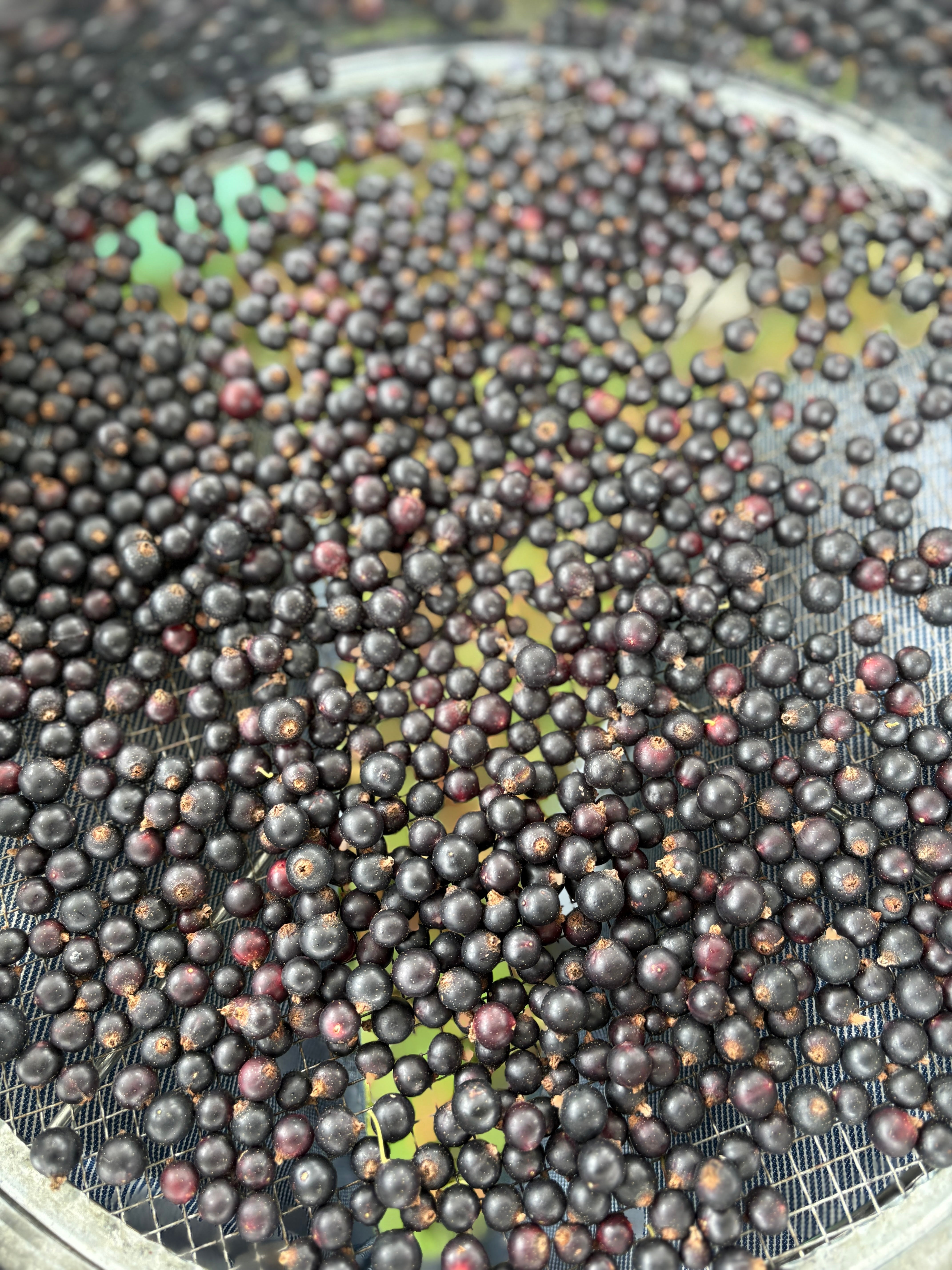 Ginger Cat 4 / 生姜とカシスのミード