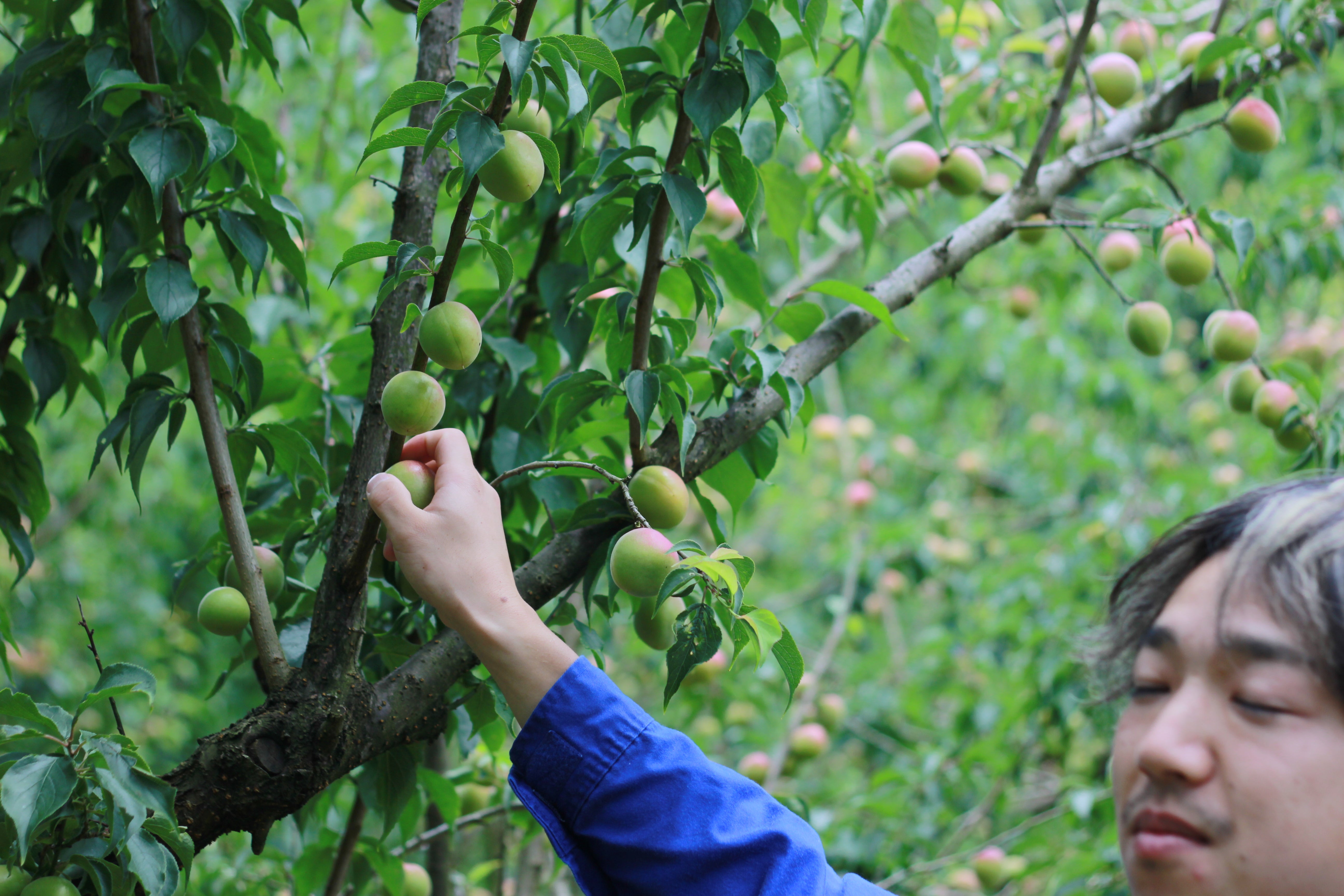 Koko Hole one one / 梅と山椒のバレルエイジミード