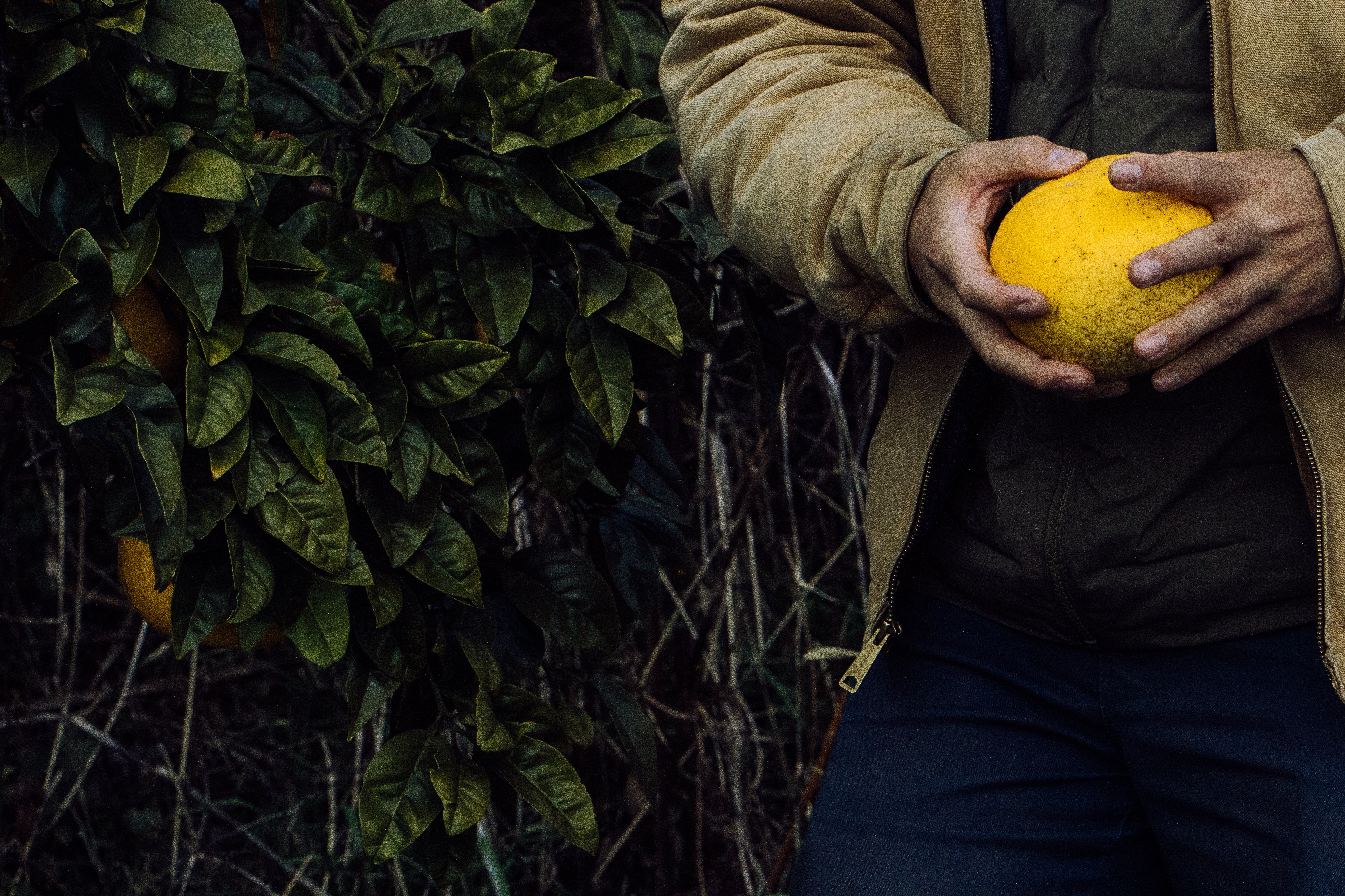 【NEW】Blue C 2025 / 尾道産の八朔と安政柑のミード