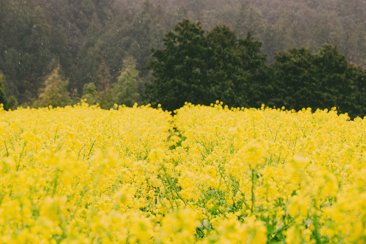 Kinoshita / Pink grapefruit and chili mead