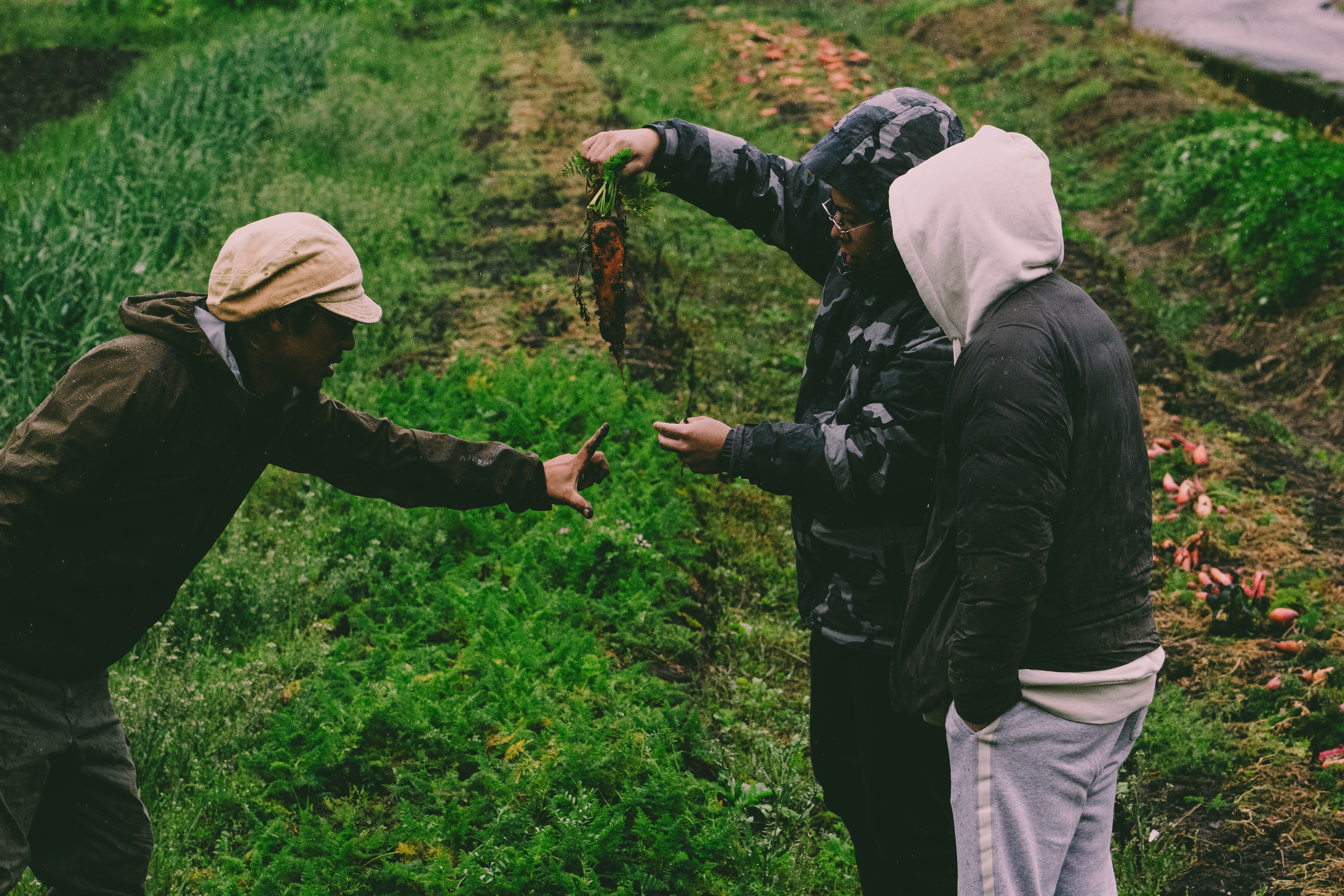 Glacé / 人参とクミンのミード