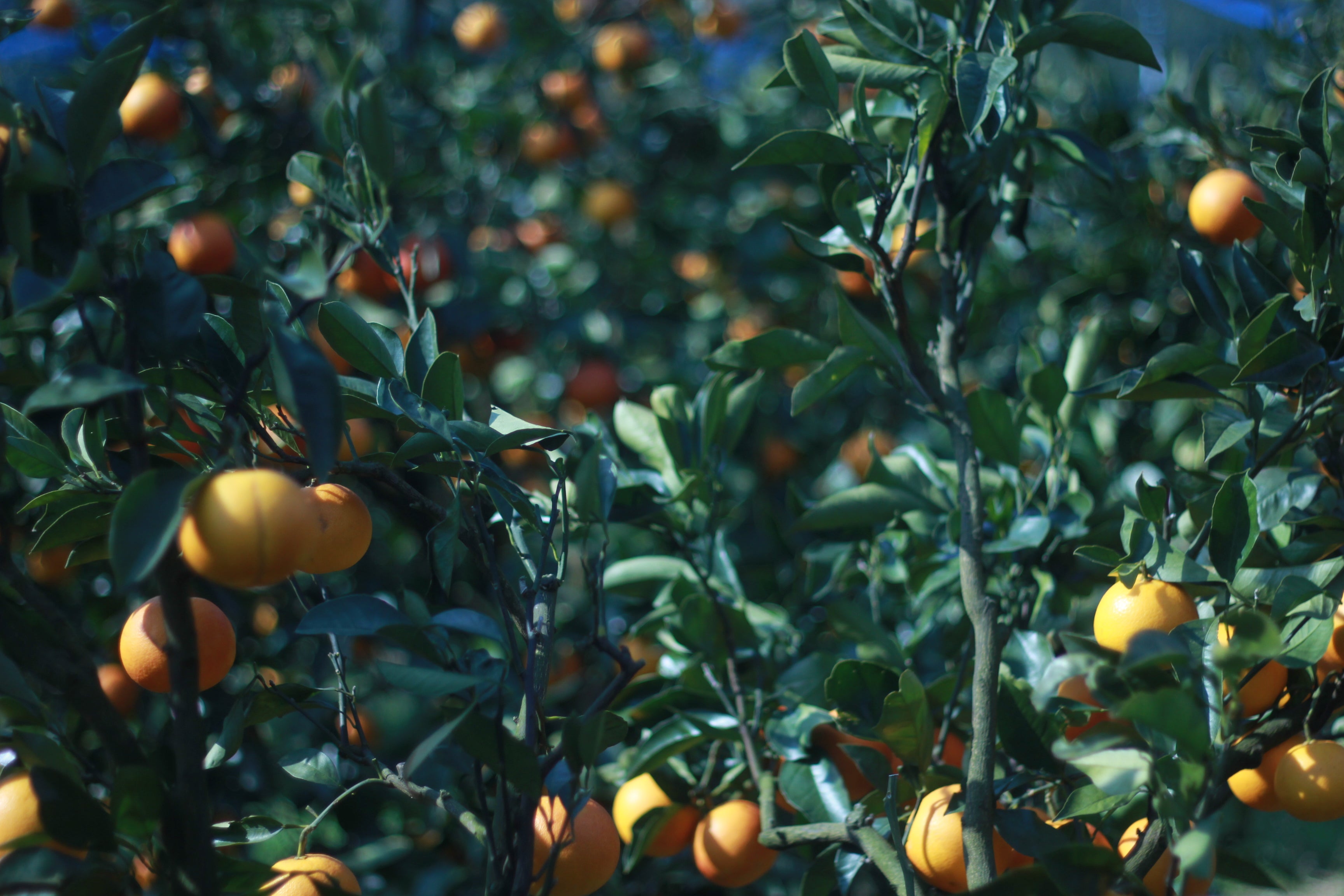 Jog week / みんなで絞った晩柑を使った優しい度数のミード