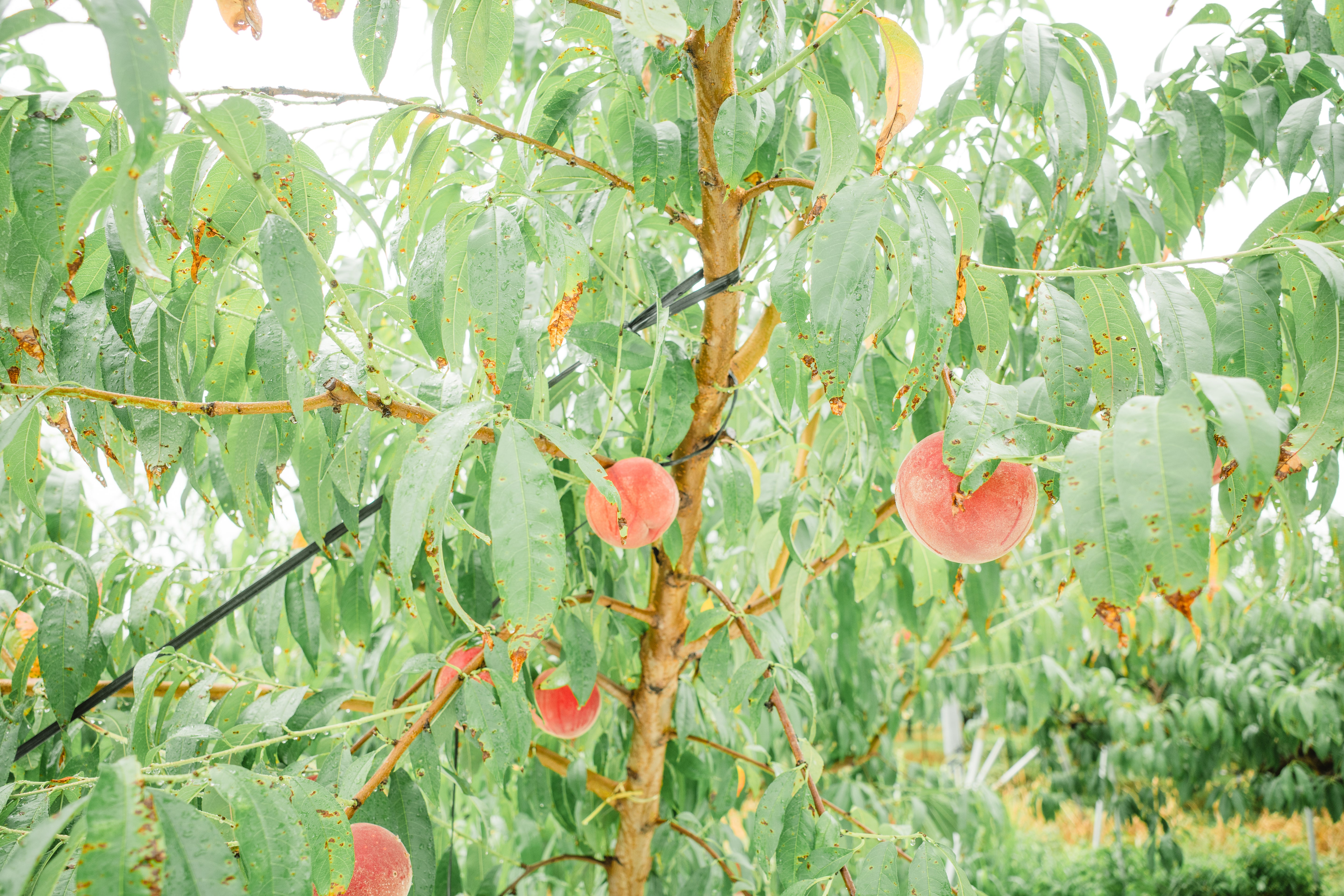 Meadology - 晩夏 / 桃とタイムのミード