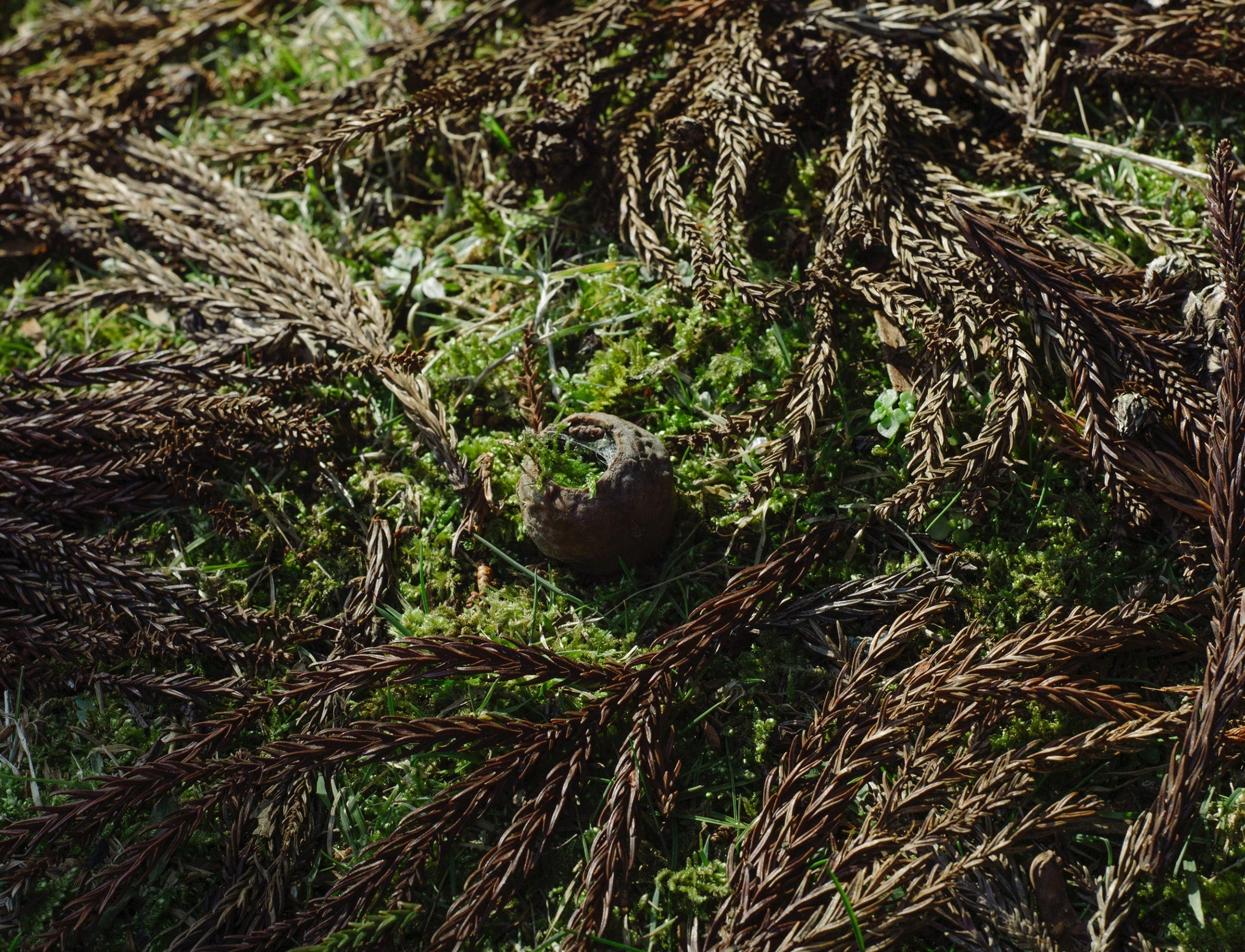 ミードの原材料、メキシカンマリーゴールド