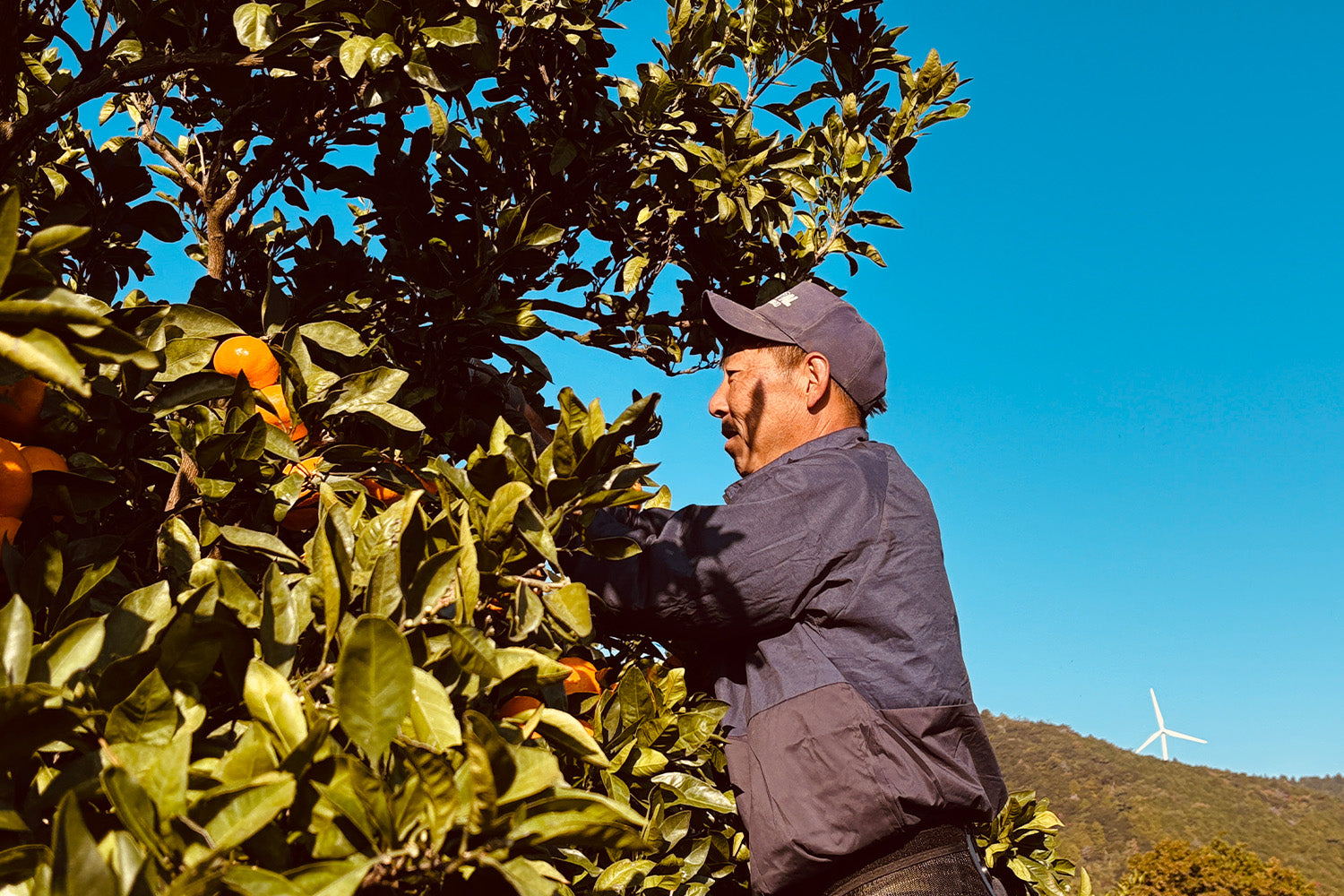 柑橘農家 宮本さんの覚悟 - 宮本農園 宮本さん
