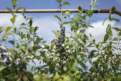 久美子 '23 / 無農薬ブルーベリーのミード