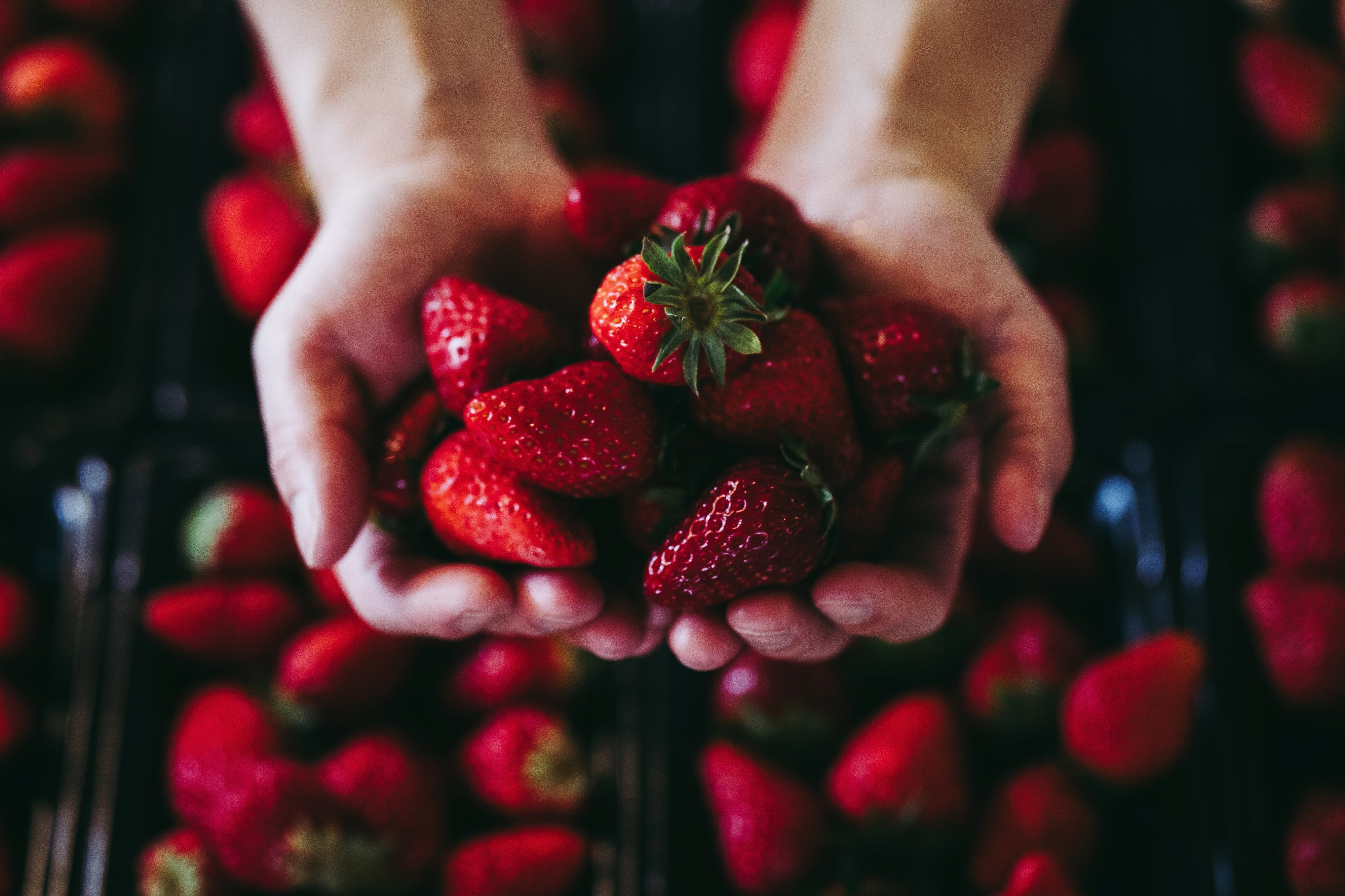 kotokatoka '25 / 朝摘みのイチゴを使った甘酸っぱいミード