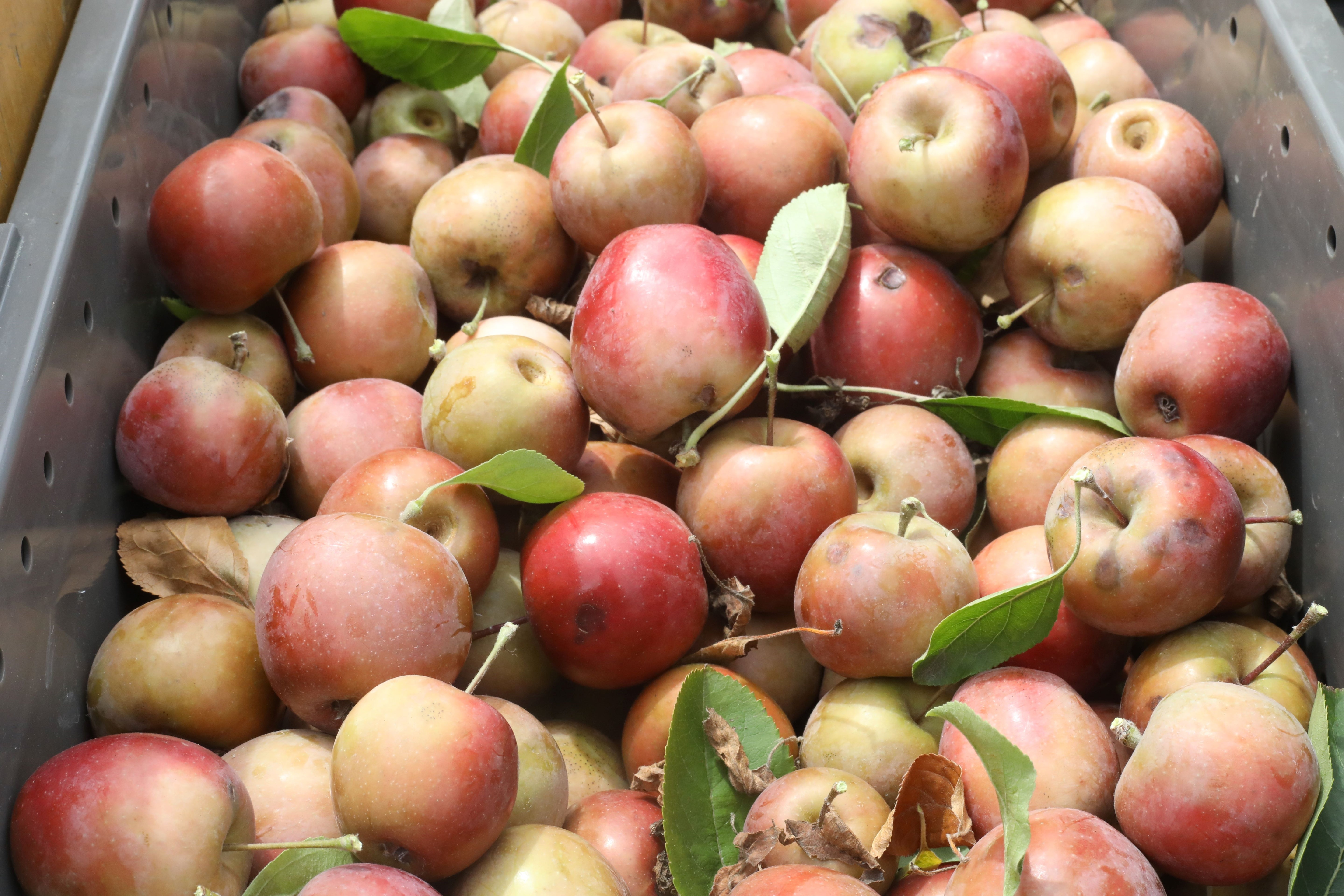 原材料（赤りんご）