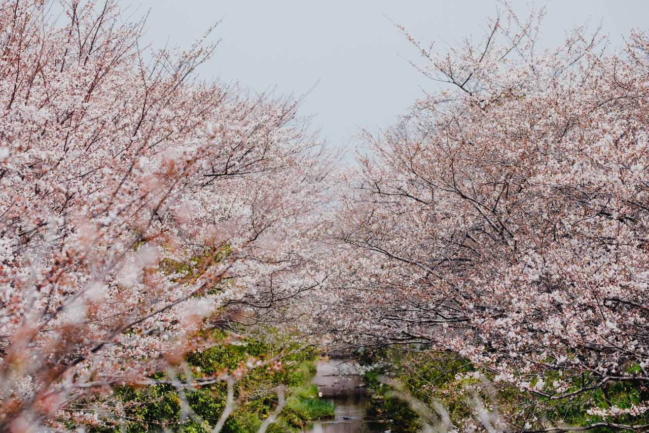 【季節・数量限定】SOWER Cherry blossom / 桜のミード〈国産蜂蜜使用〉