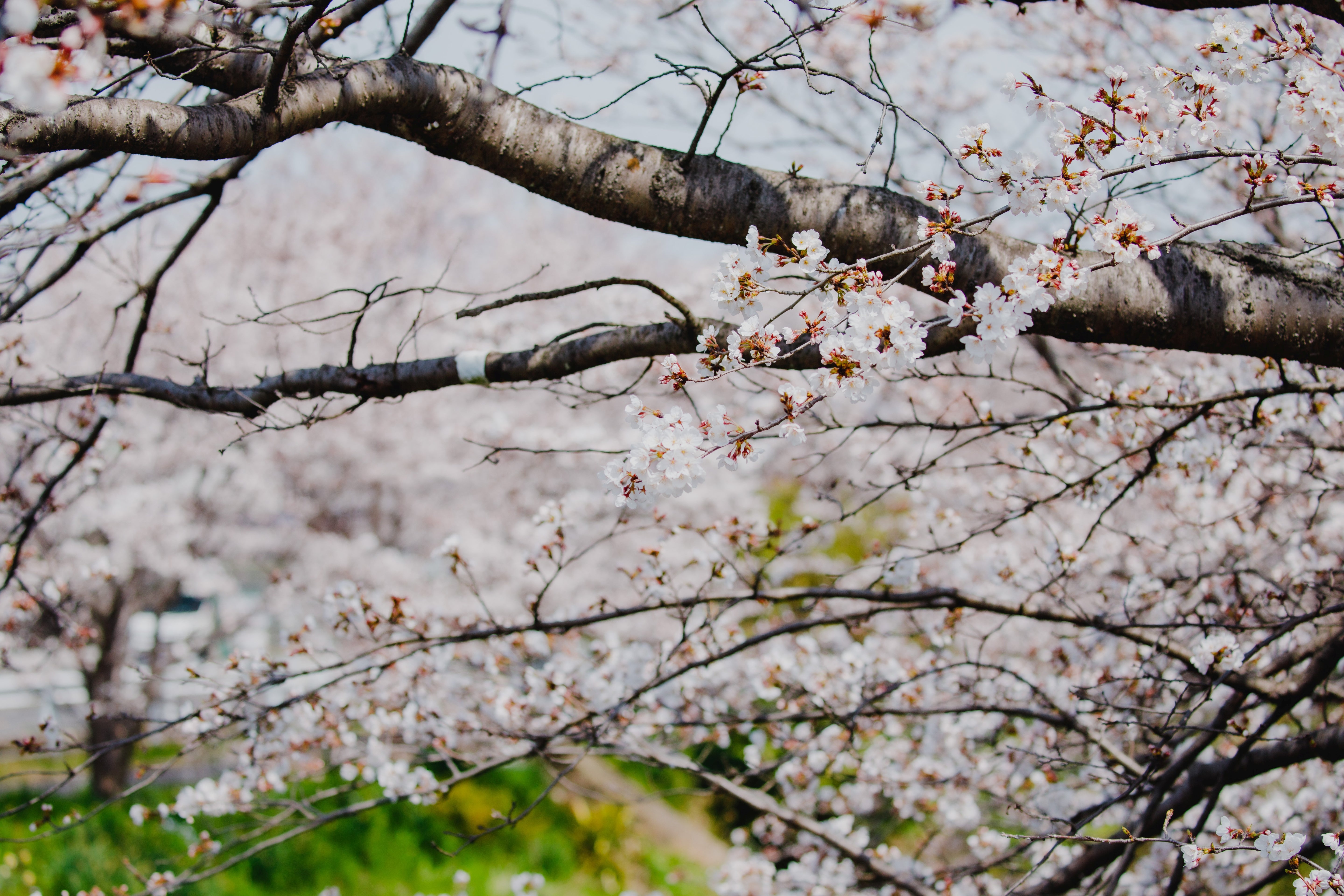 6周年イベント：基本プラン