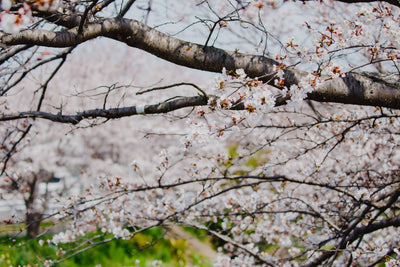 【季節・数量限定】SOWER Cherry blossom / 桜のミード〈国産蜂蜜使用〉