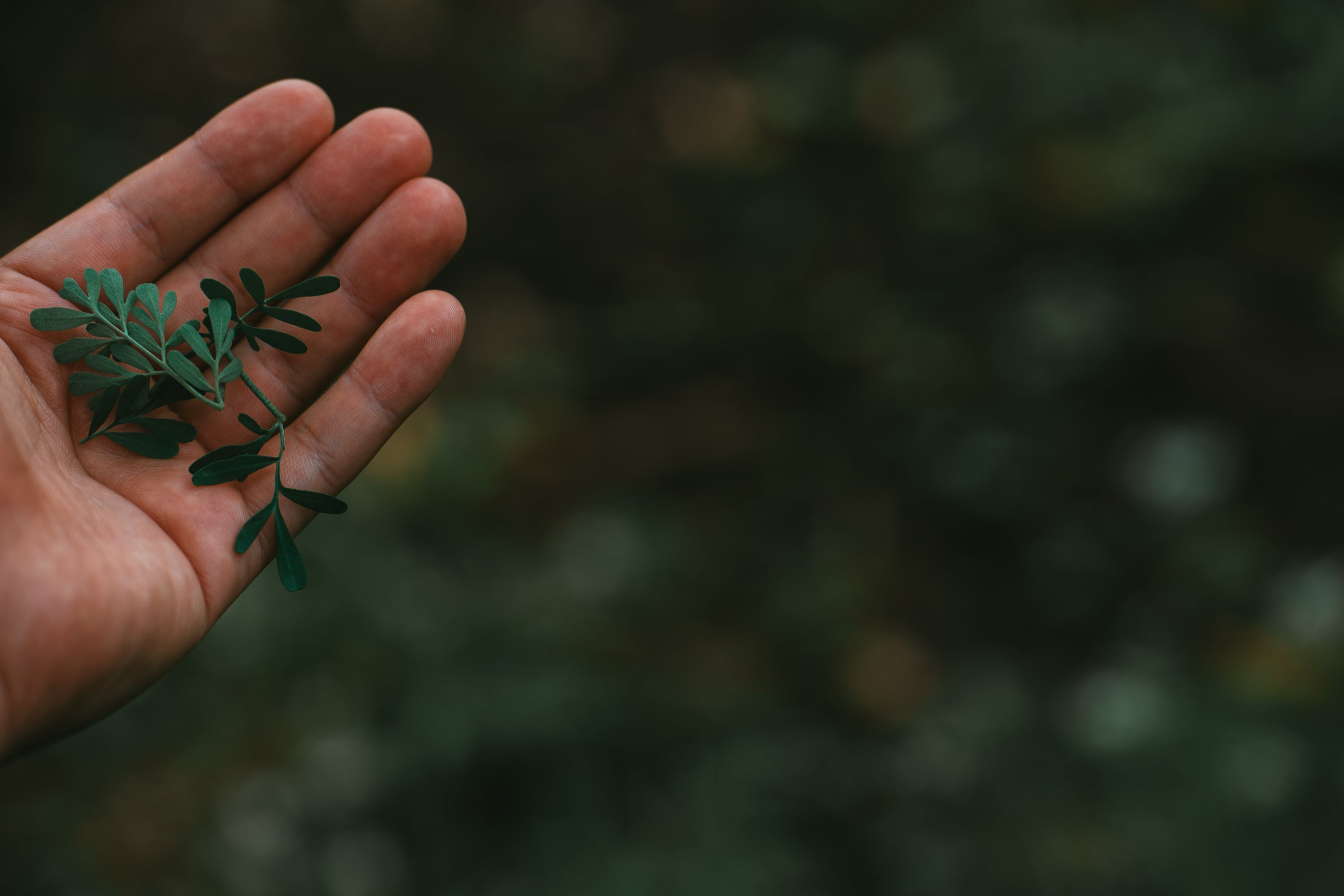 レモンカレールー / mitosayaさんで摘んだハーブのミード