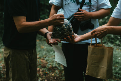 レモンカレールー / mitosayaさんで摘んだハーブのミード
