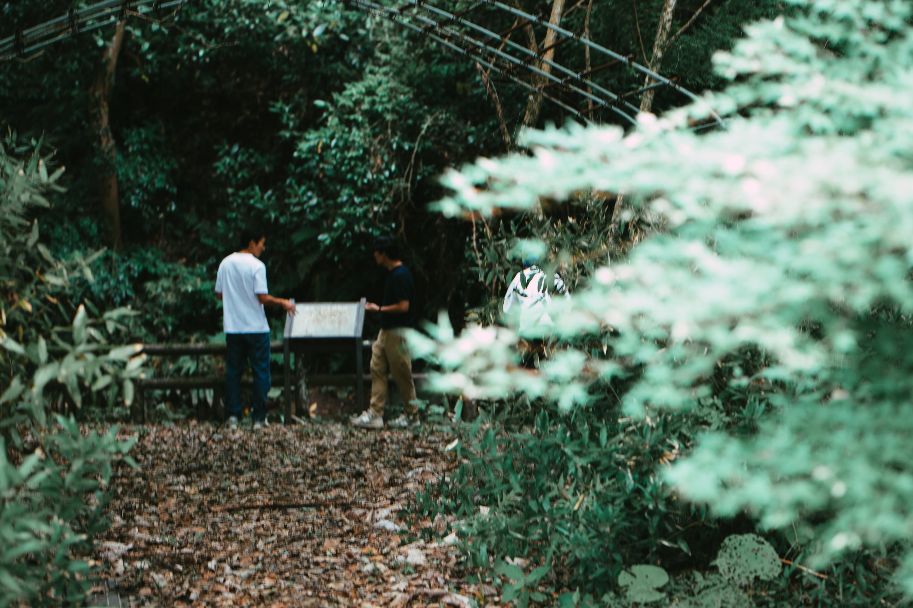 レモンカレールー / mitosayaさんで摘んだハーブのミード