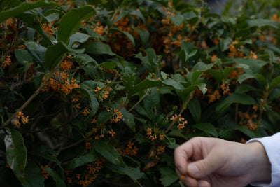 Le Dessin '24 / 金木犀とみかんのミード