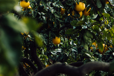 【NEW】Blue C 2025 / 尾道産の八朔と安政柑のミード