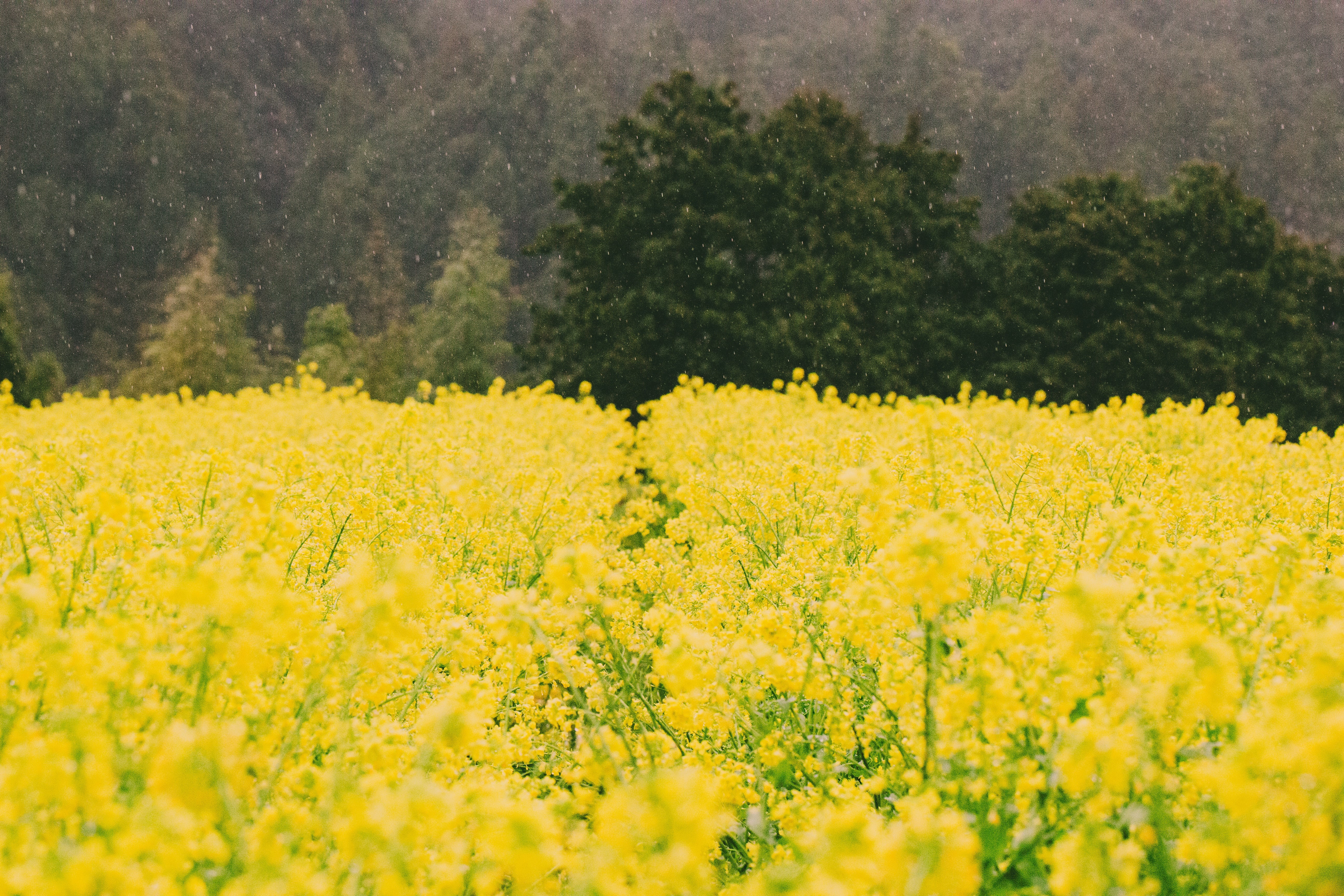Glacé / 人参とクミンのミード