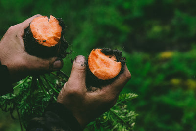 Glacé / 人参とクミンのミード