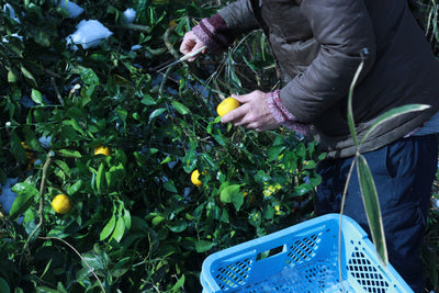 カボスを摘んでいる様子