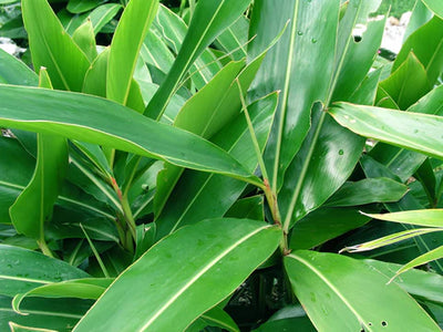 L'atoumo / 林檎とホップと月桃を使ったミード（750ml）