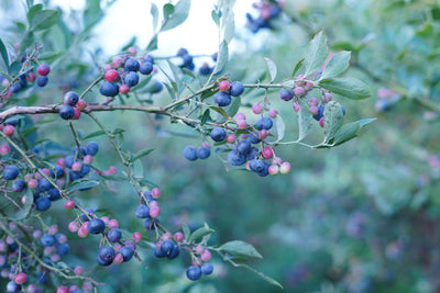 ミードの原材料、ブルーベリー
